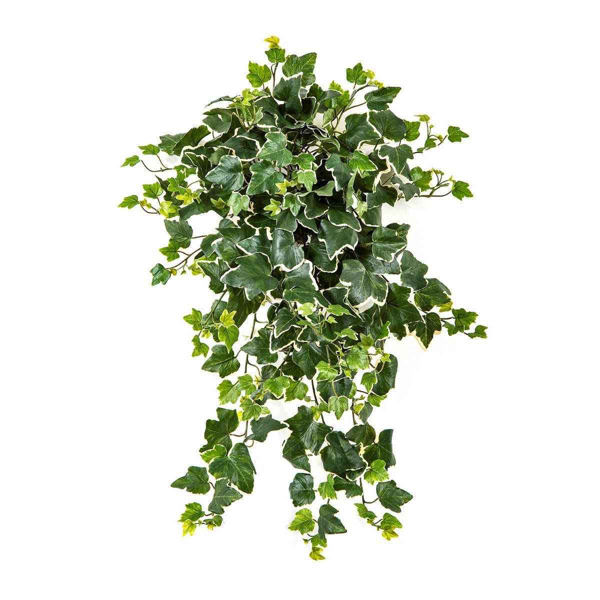 Variegated Ivy Hanging Bush x 262 -UV
