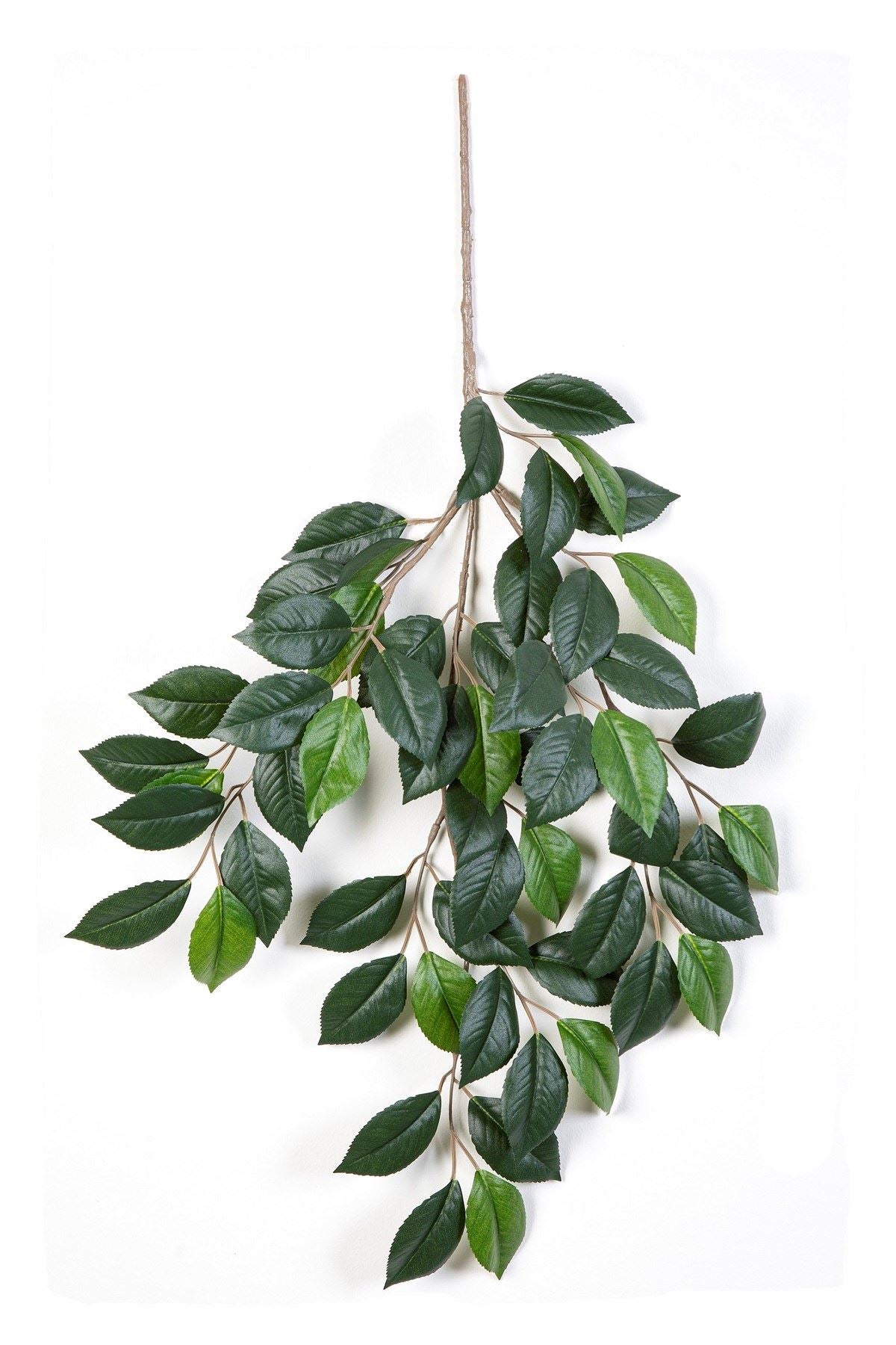 Camelia spray x 3