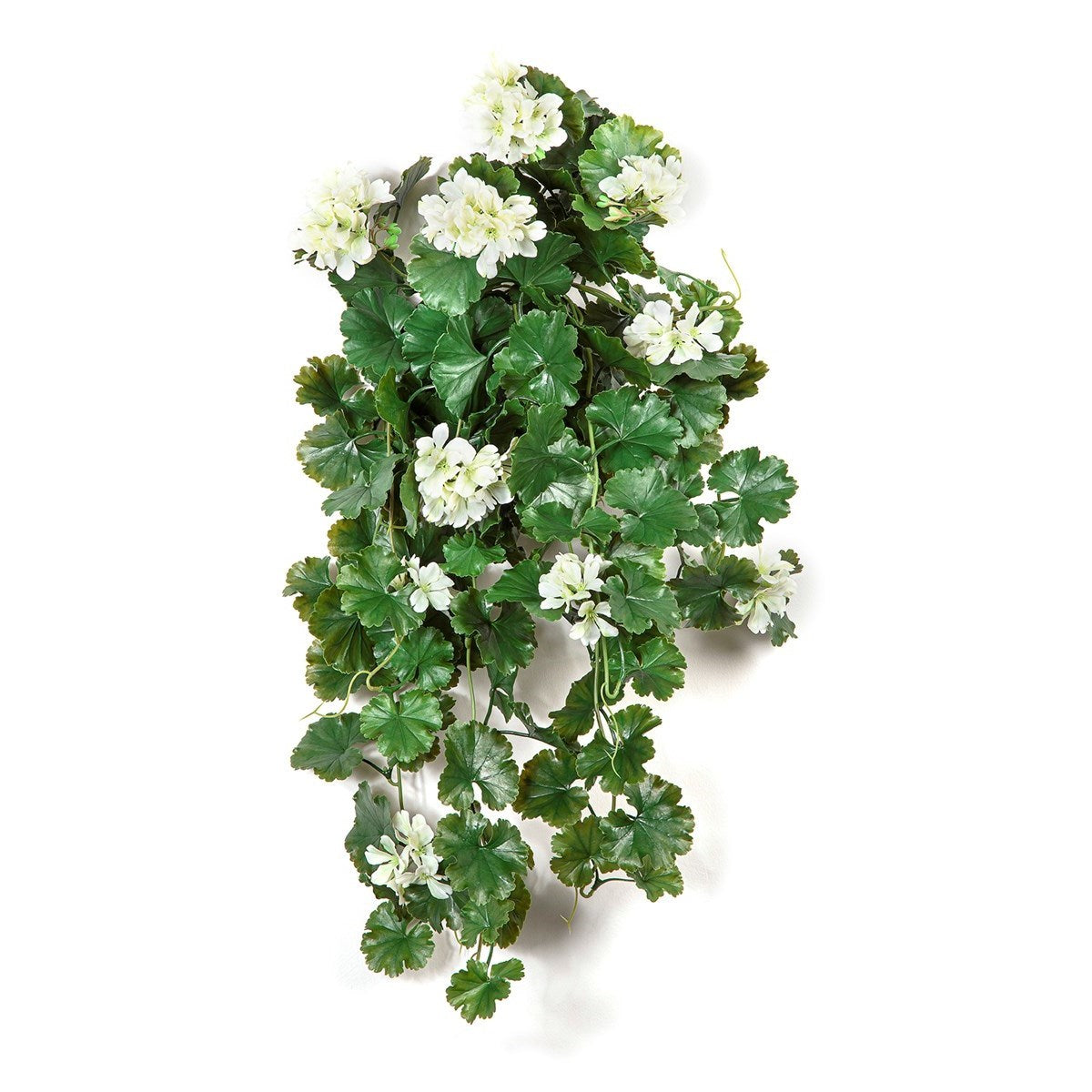 GERANIUM HANGING BUSH CREAM - UV