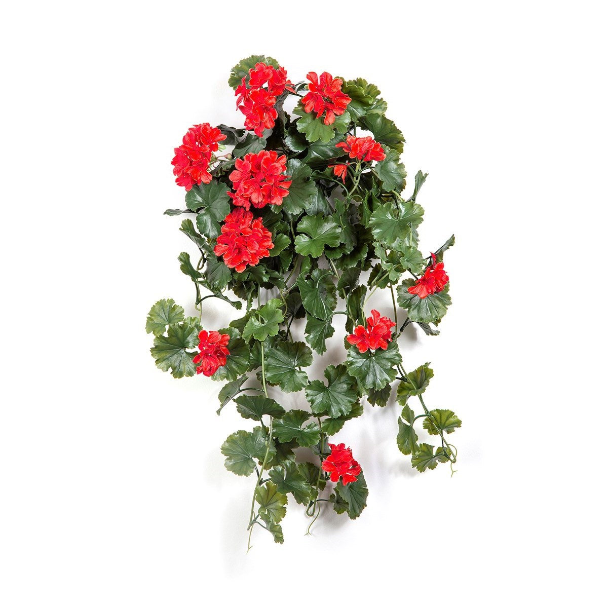 GERANIUM HANGING BUSH RED - UV