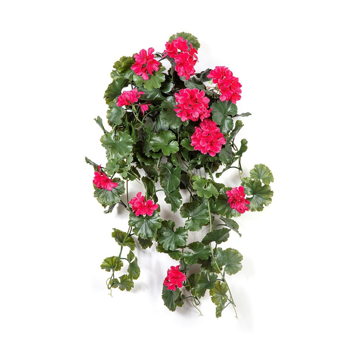GERANIUM HANGING BUSH VIOLET - UV