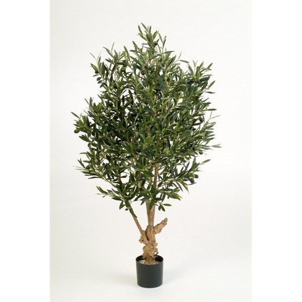 4' NATURAL TWISTED OLIVE TREE WITH FRUITS