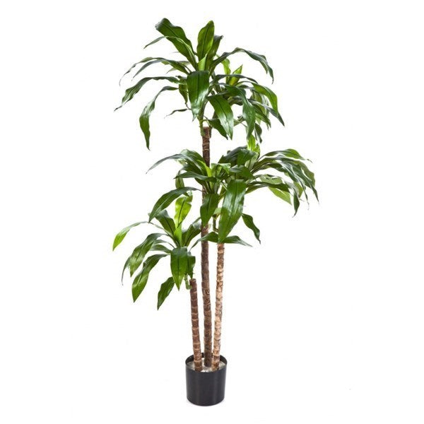 4' DRACAENA FRAGANS STEUD