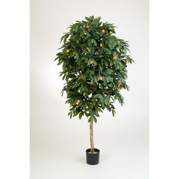 6' MANDARIN ORANGE TREE