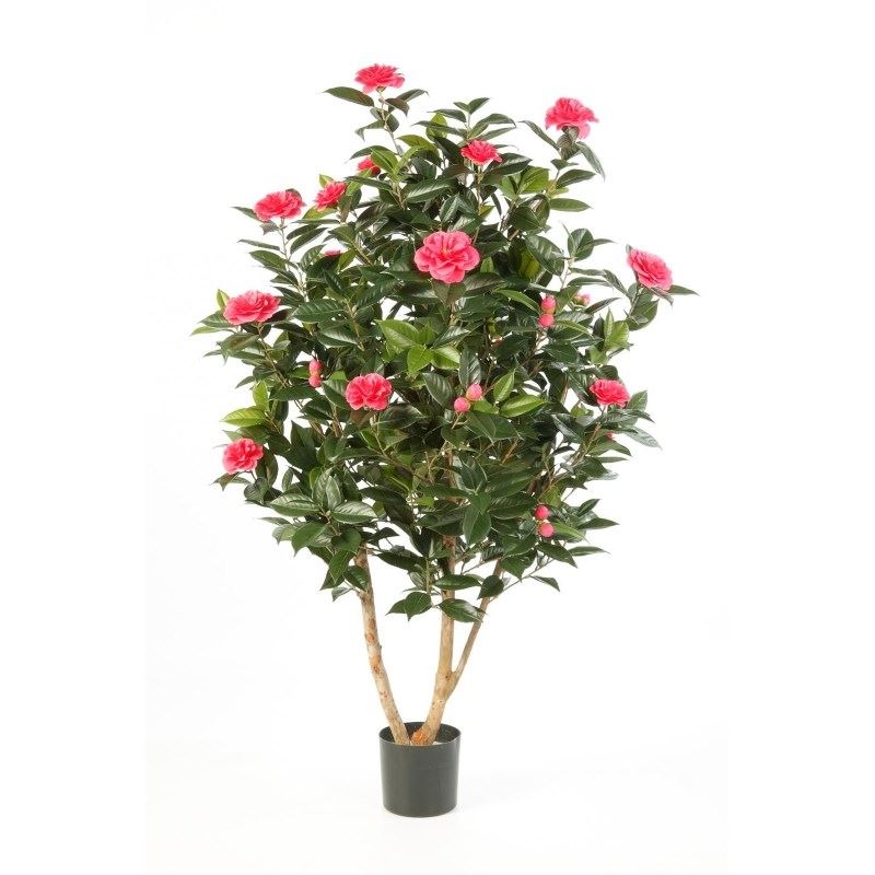 CAMELIA JAPONICA BUSH TREE