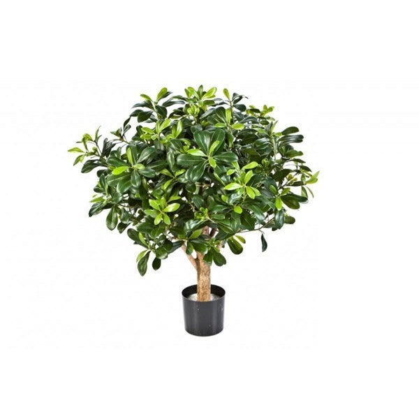 PITTISPORUM BALL TREE