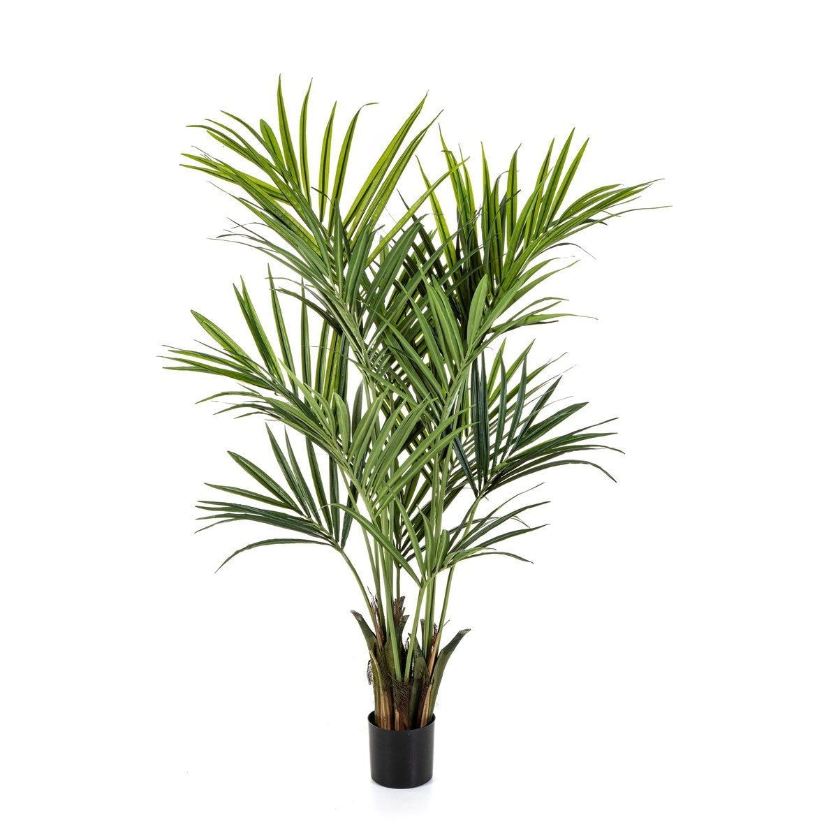6' Natural Kentia Palm de luxe