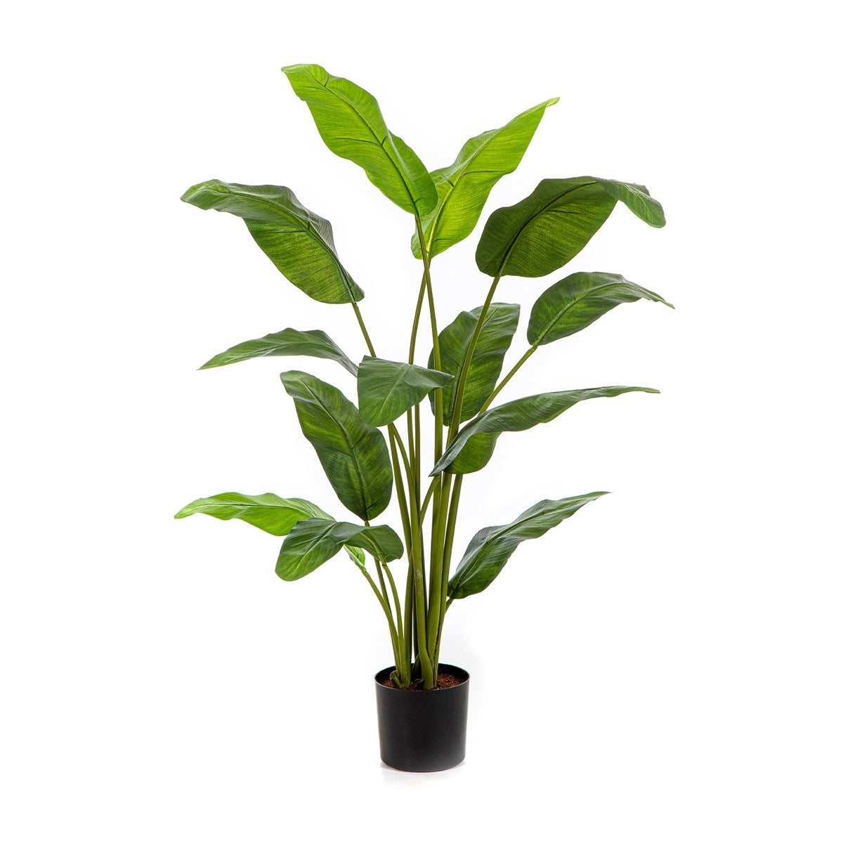4' Royal Traveller Palm