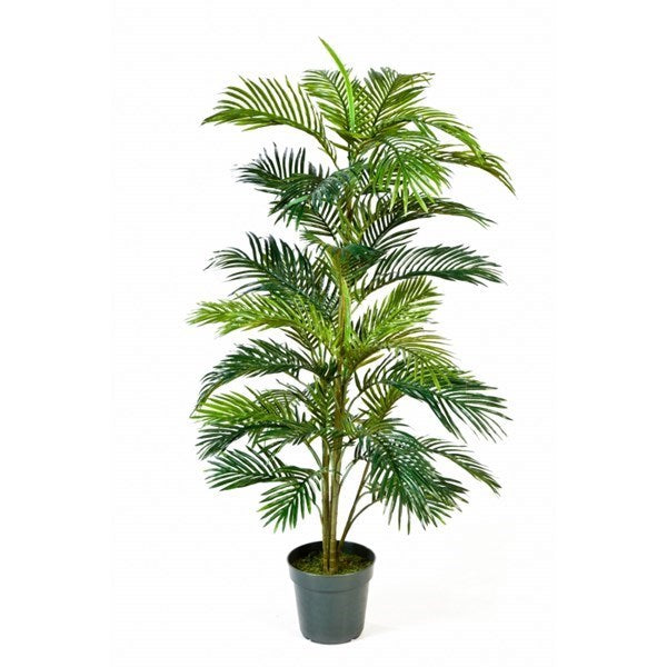 5' Areca palm w/pot