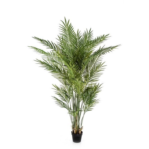 Forest Areca Palm w/p 170 cm