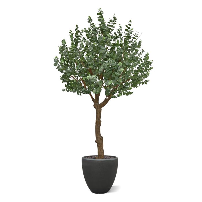 Eucalyptus Kunstboom XL 300cm - afbeelding 5