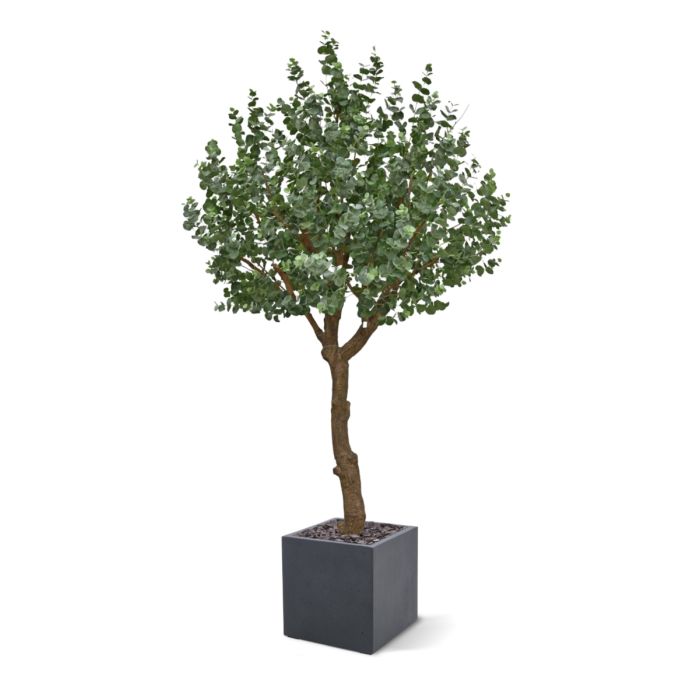 Eucalyptus Kunstboom XL 300cm - afbeelding 7