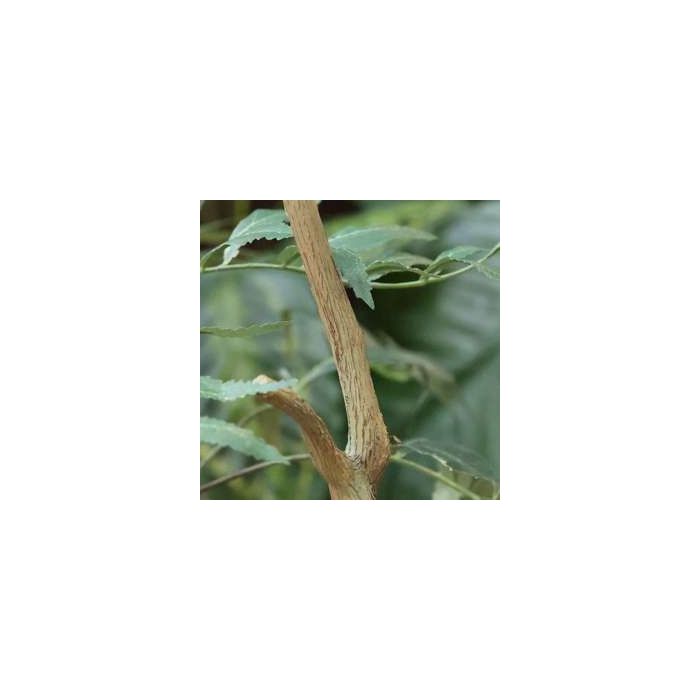 Sorbaria sorbifolia Kunstboom 220cm - afbeelding 12