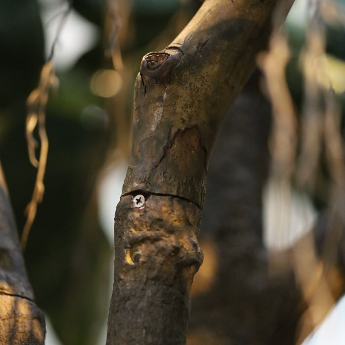 Ficus Elastica Robusta Kunstboom XXL Deluxe 350cm - afbeelding 4