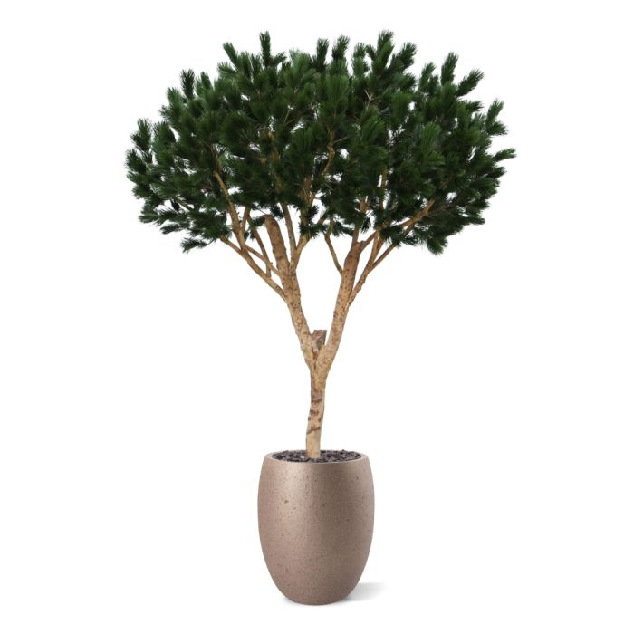 Pinus Umbrella XL Kunstboom Deluxe 260cm - afbeelding 2