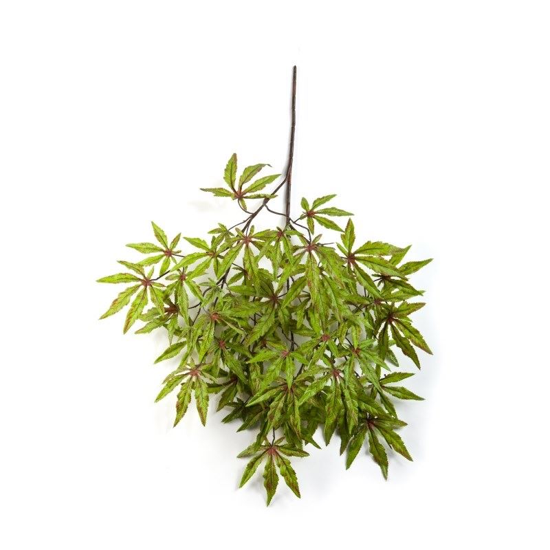 Japanese maple spray Green/red