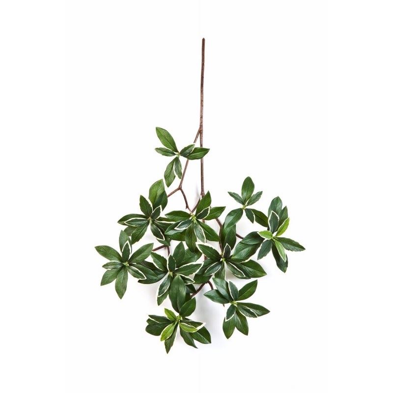 Variegated euonymus japonicus spray