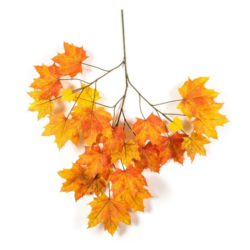 Autumn Sugar Maple