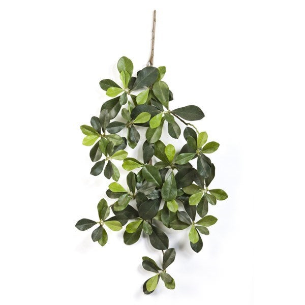 Flame retardant Oriental olive spray