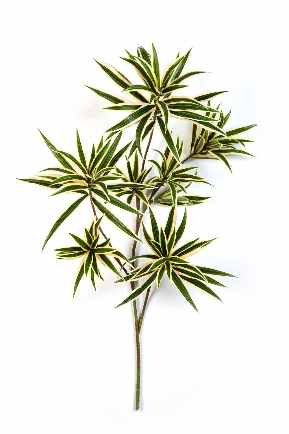 Dracaena Reflexa Spray