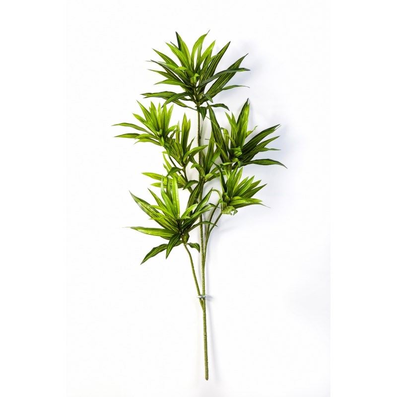 Dracaena Reflexa spray green