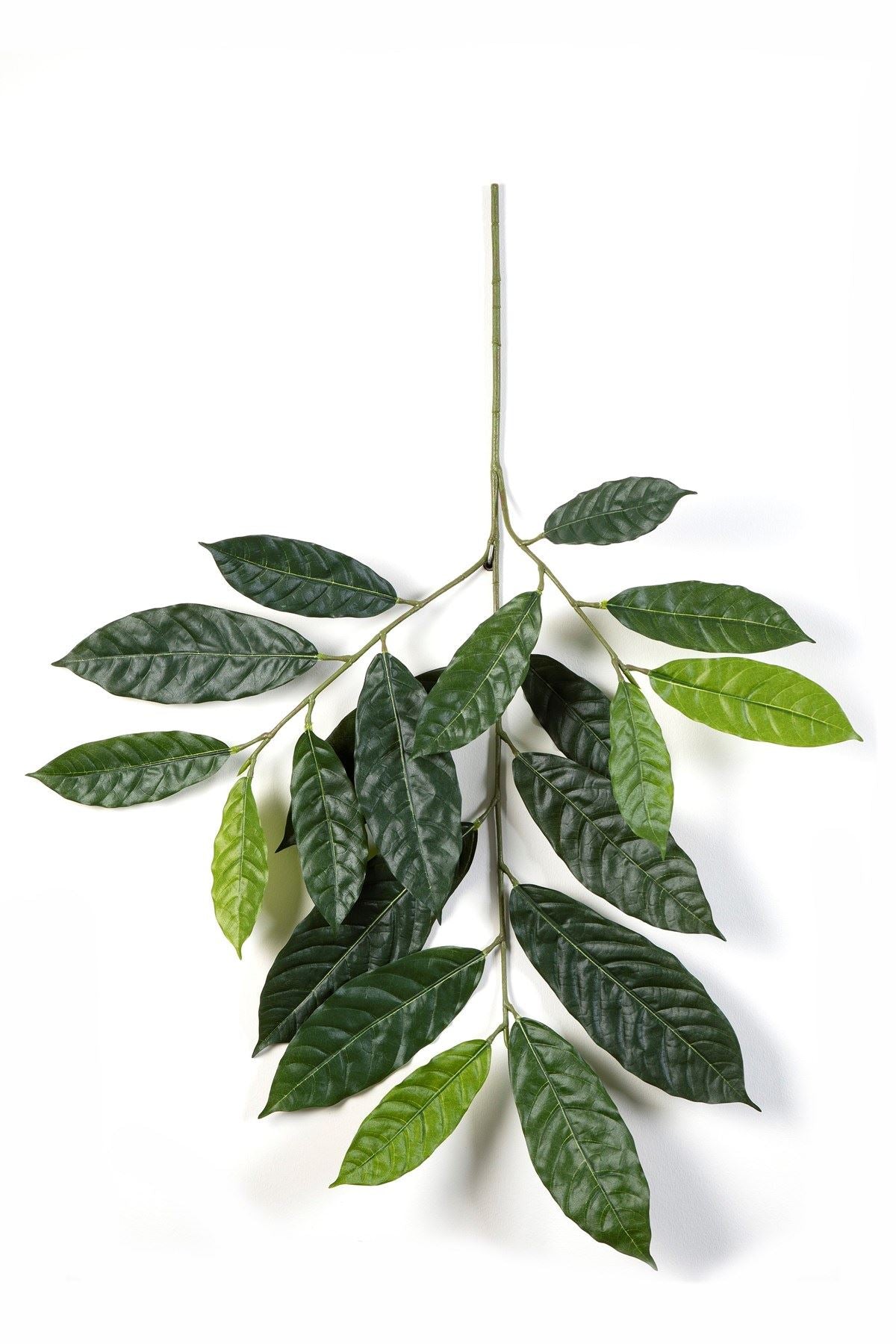 Cacao Spray x 19 leaves