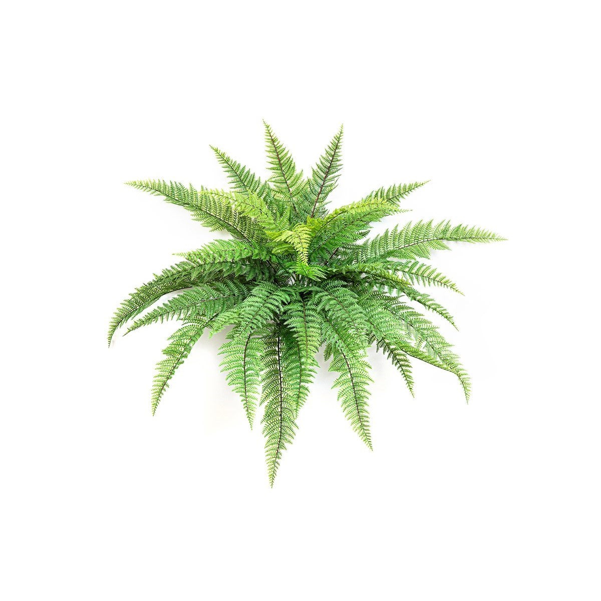 Leather Forest Fern - UV