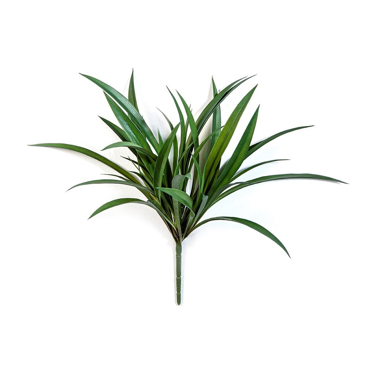 Liriope Grass Bunch - UV