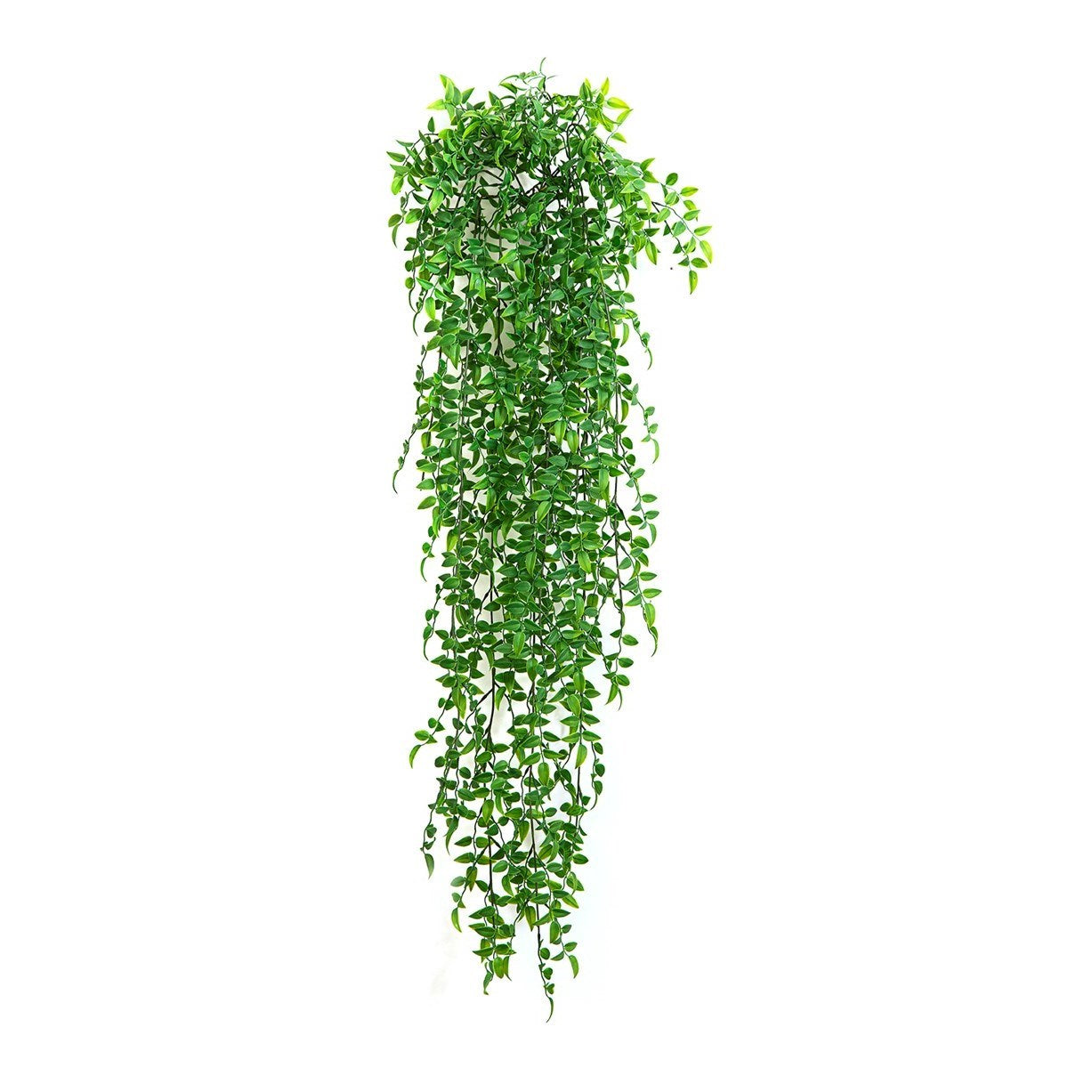 Ruscus Hanging Bush x 14 -UV