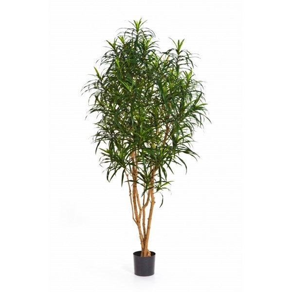 6' DRACAENA ANITA TREE