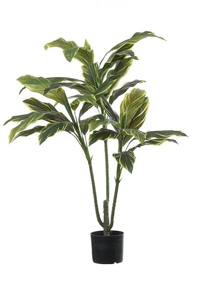 Corodylin 40250 120