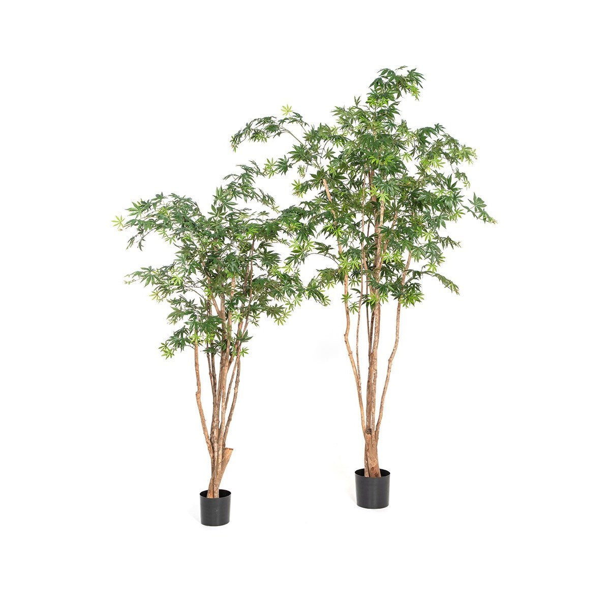 6' Natural Maple Wild Trunk
