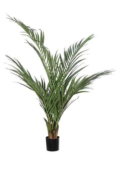 Palmbaum 42080 125