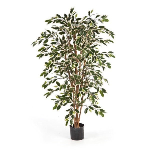 5' VARIEGATED FICUS NITIDA