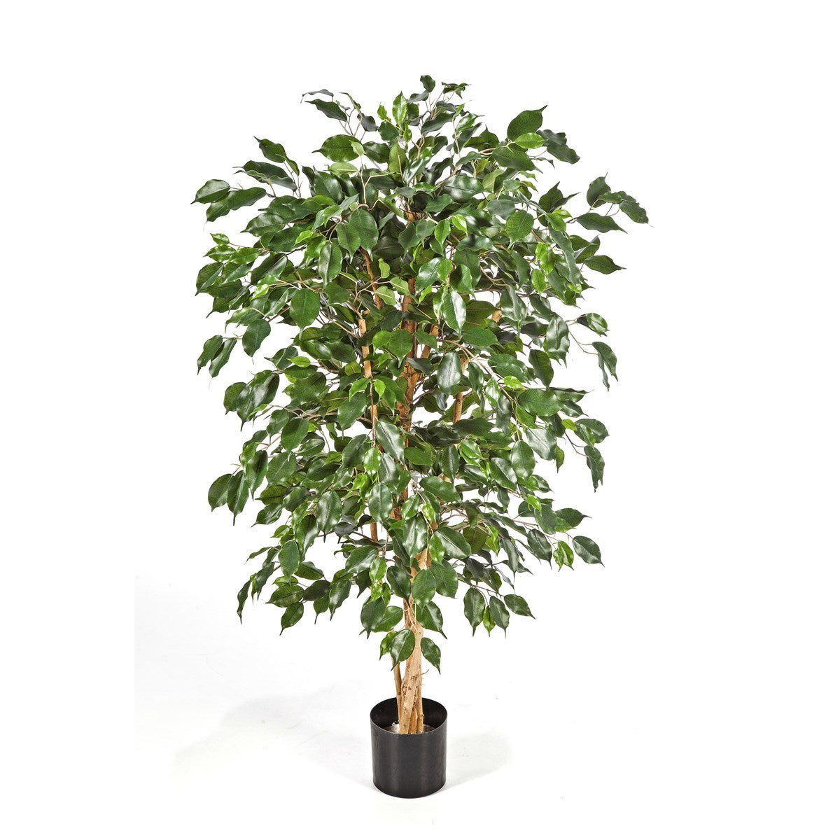 5' FICUS NITIDA EXOTICA
