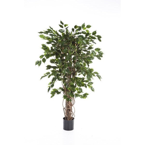 5' FICUS LIANA EXOTICA