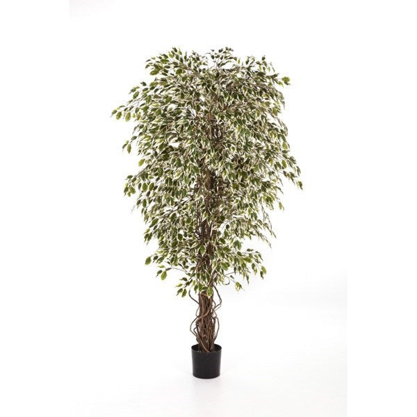 6' VARIEGATED HAWAIIAN FICUS LIANA