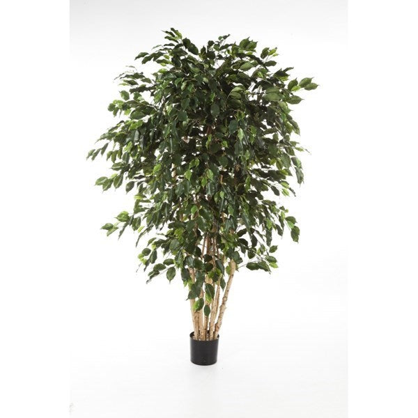 6' FICUS EXOTICA MULTI TRUNK