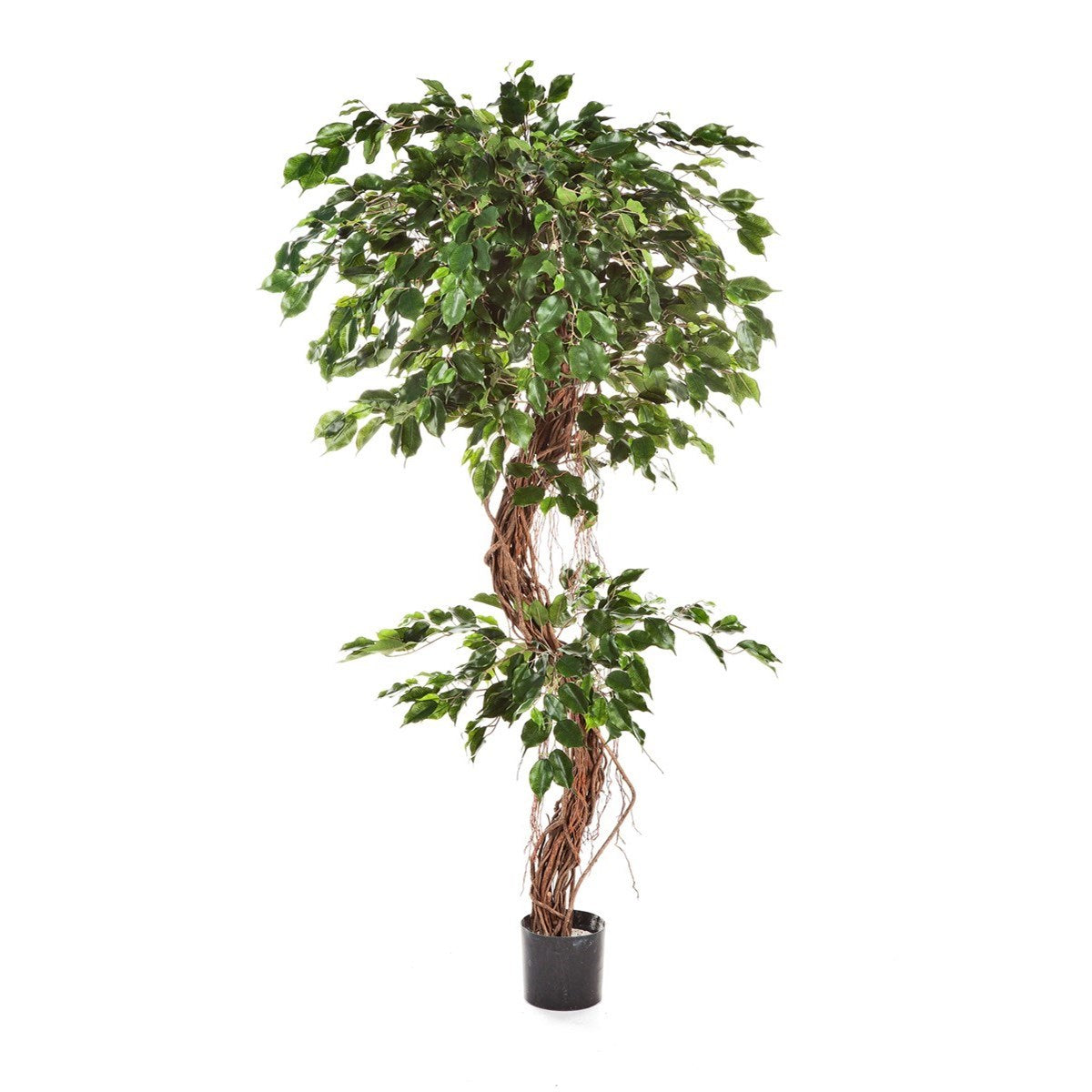 6' FICUS CORKSCREW EXOTICA