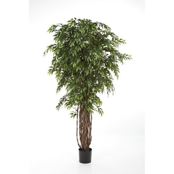 7' FRENCH FICUS LIANA DE LUXE