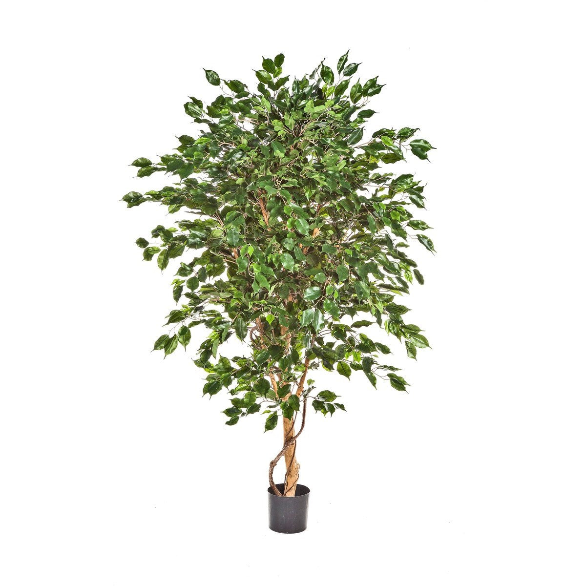 6' FICUS DELUXE EXOTICA TREE