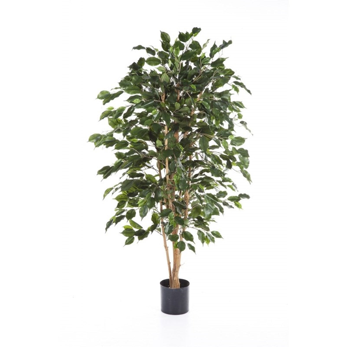 5' Flame Retardant Ficus Exotica
