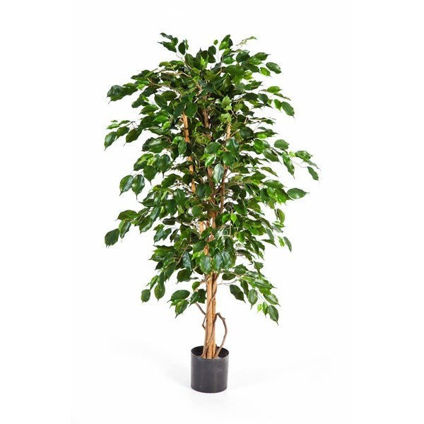 5' FICUS EXOTICA
