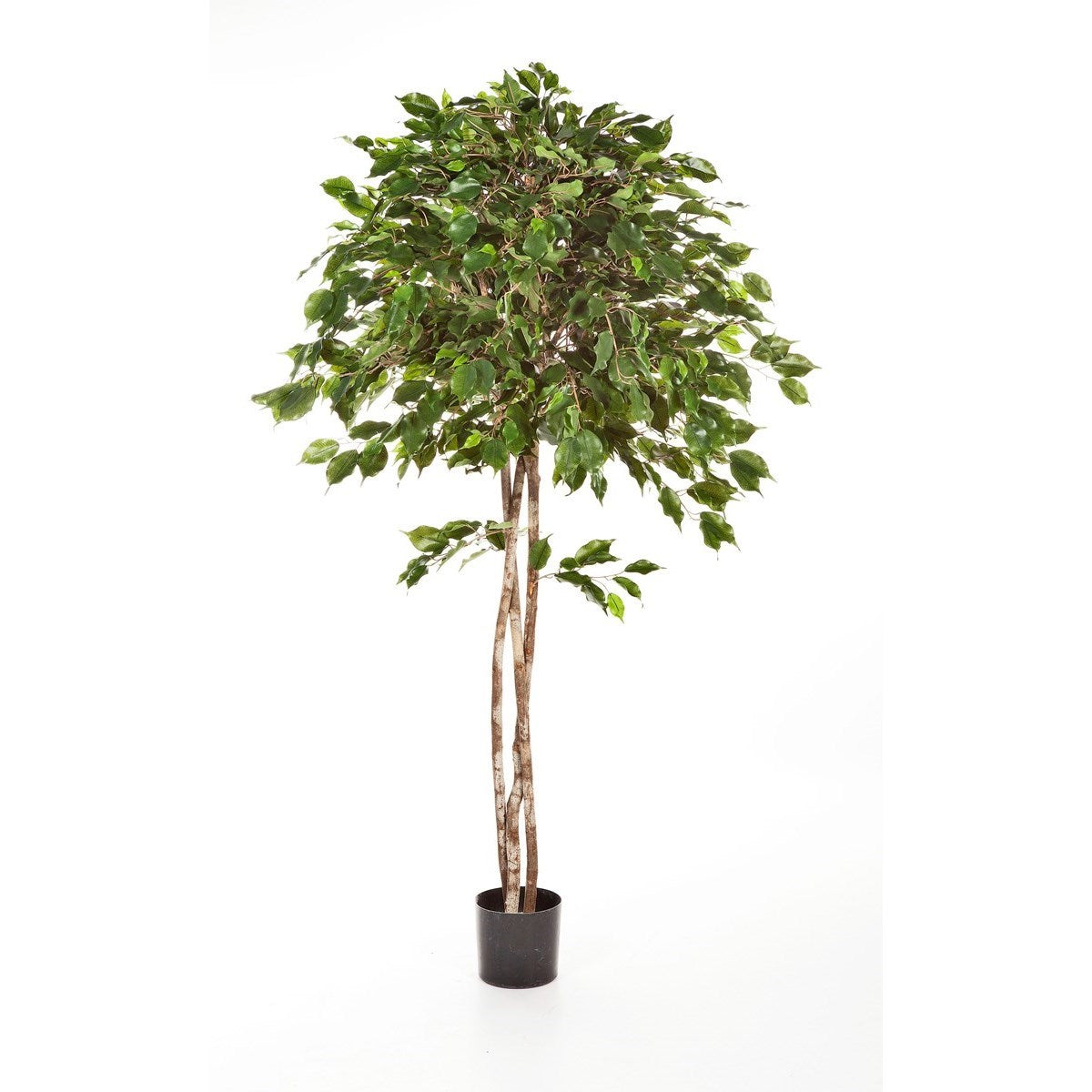 6' FICUS EXOTICA UMBRELLA