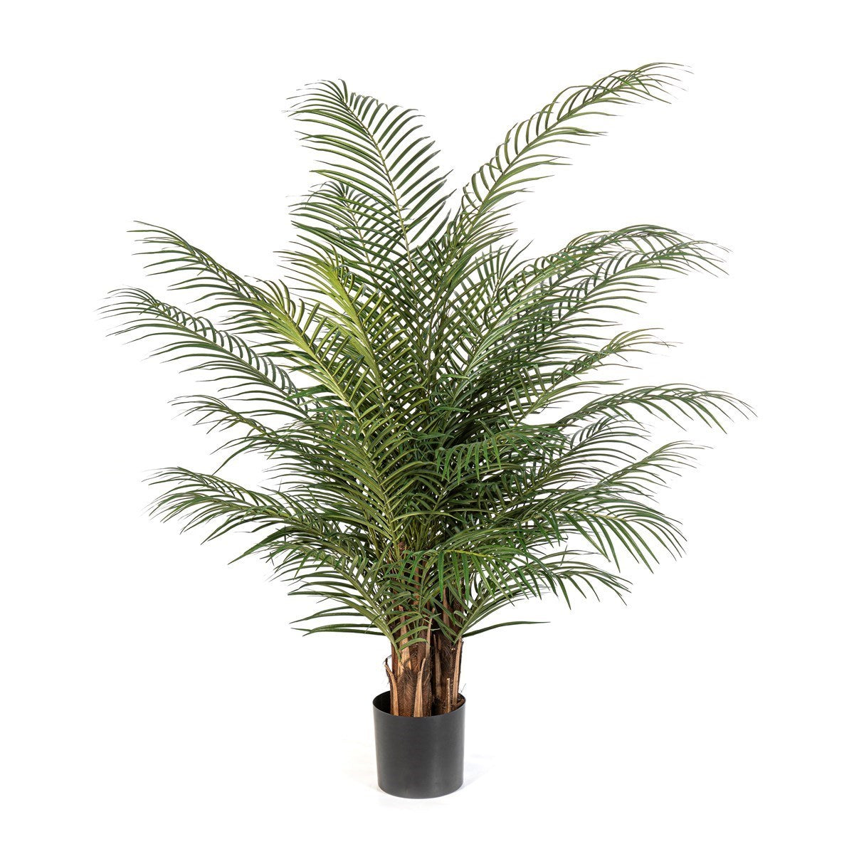 5' Phoenix Nitida Palm De Luxe