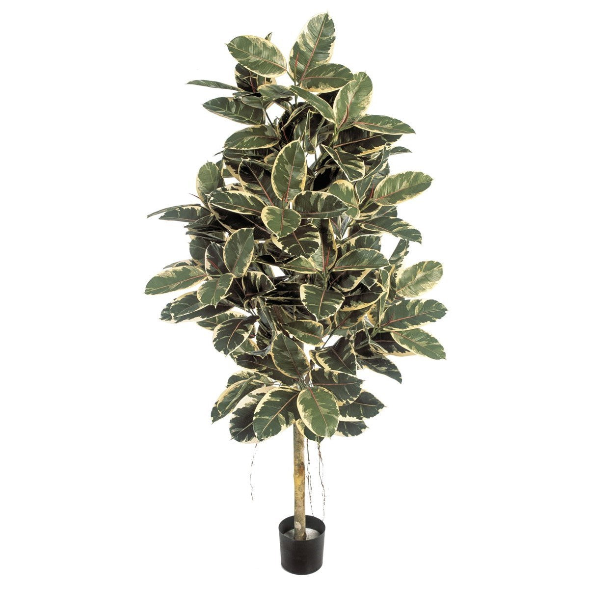 6' VARIEGATED FICUS ELASTICA