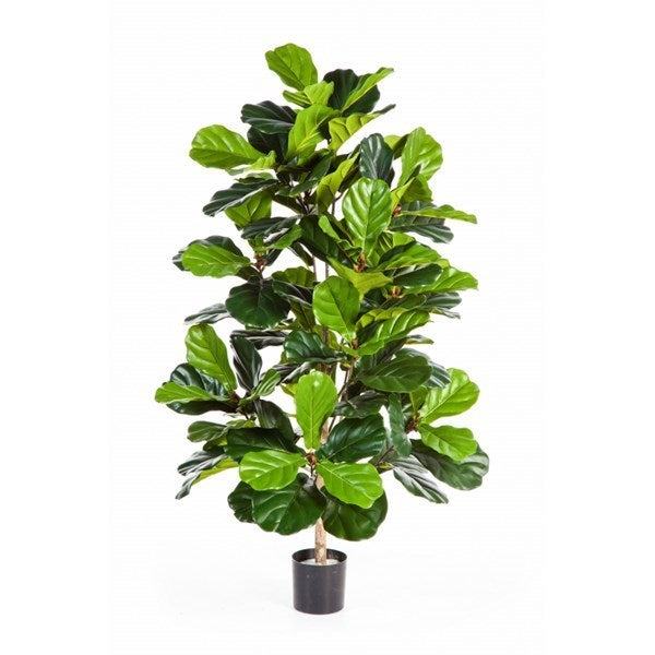 4' FICUS LYRATA BUSH TREE