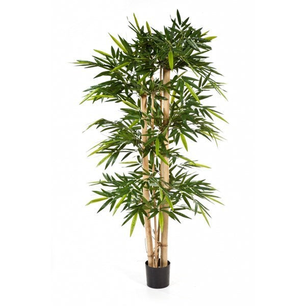 6' NEW GIANT BAMBOO