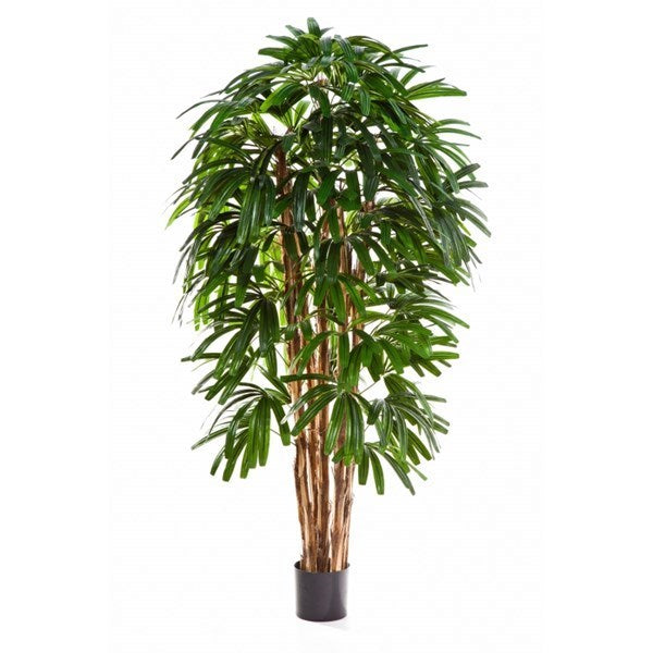 6' RAPHIS PALM TREE