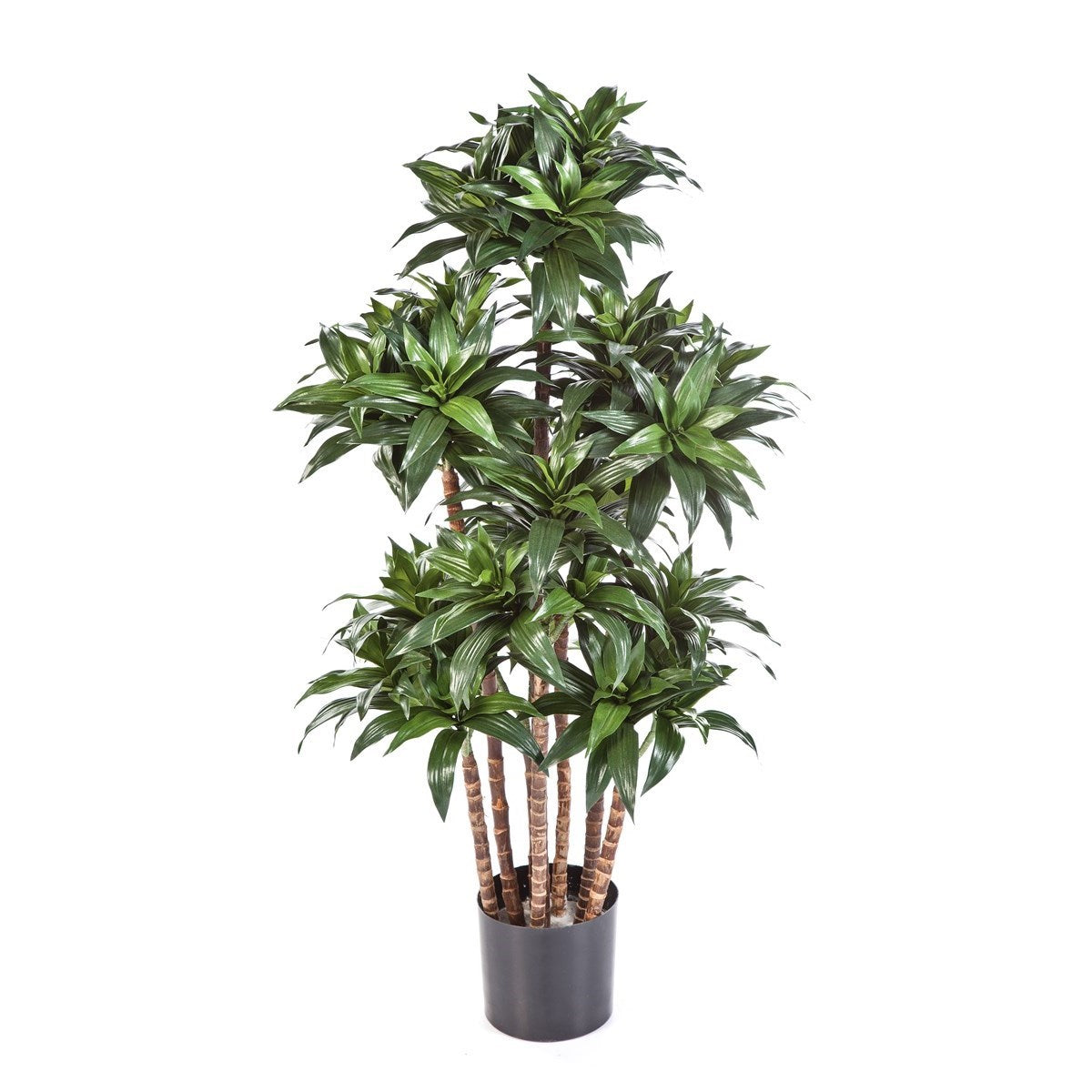 4' DRACAENA FRAGANS COMPACTA